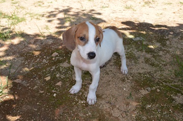 Feira de adoção pretende garantir novo lar para cães de rua em Muriaé