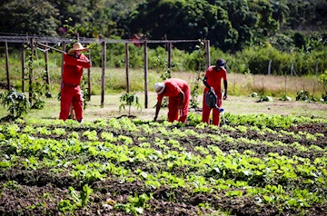 Penitenciária de Muriaé cria projeto para abastecimento de hortas