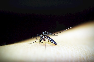 Prefeitura intensifica combate ao mosquito Aedes em Muriaé