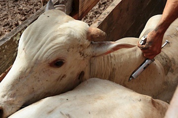 Vacinação contra febre aftosa começa dia 1º de maio