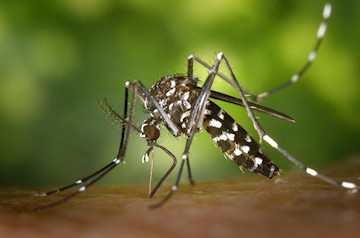 Em alerta: Aedes aegypti se prolifera também no inverno