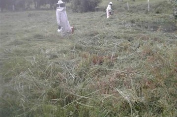 Enxame de abelhas mata cachorro e deixa 4 pessoas feridas em Barão do Monte Alto