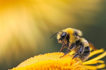 França é o primeiro país da Europa a proibir todos pesticidas que levem à morte de abelhas