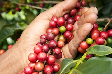 Encontro de Cafeicultores acontece nesta quarta-feira, em Belisário