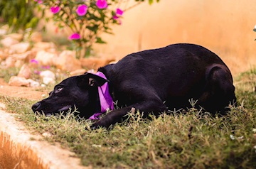 Feira para adoção de cães adultos neste sábado (07)